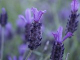 how to grow lavender inside
