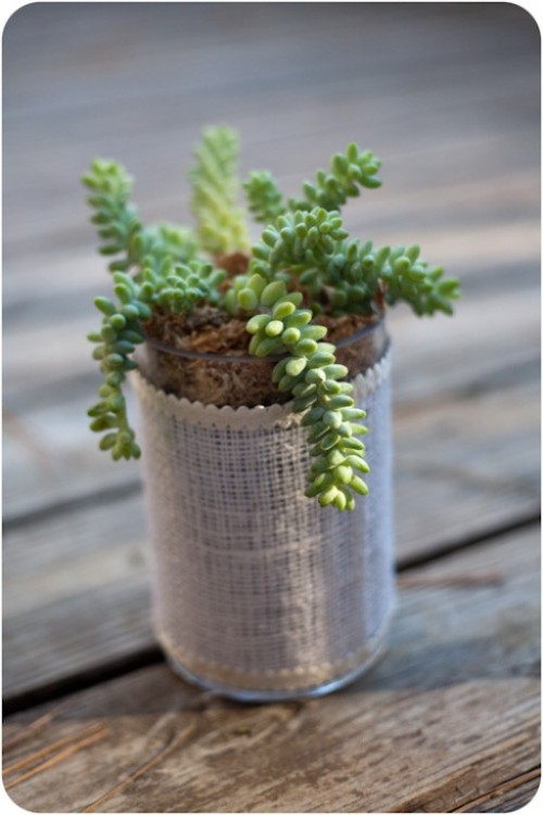 How To Grow Succulent In A Jar