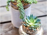 How To Grow Succulent In A Jar
