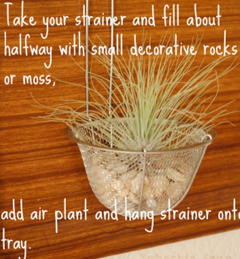 How To Make An Air Plant Display