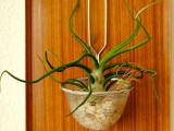 How To Make An Air Plant Display