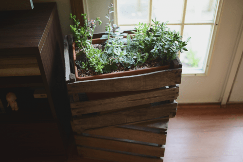 How To Make Crated Succulents