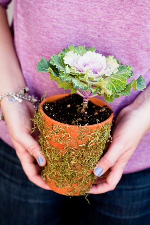 How To Make Mossy Terra Cota Flower Pots