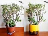 How To Paint Planter To Looks Cool