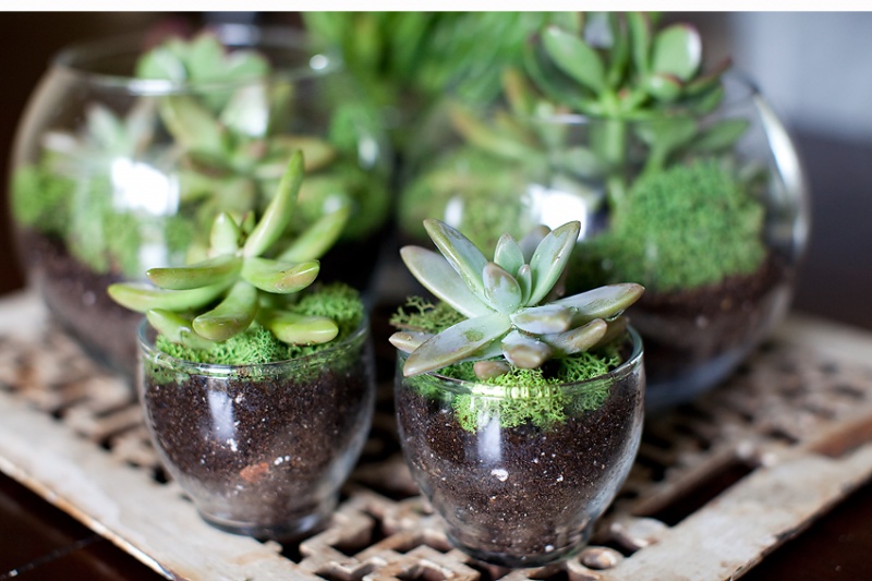 easy succulent terrarium