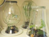glass vases terrariums