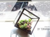 glass cube terrarium