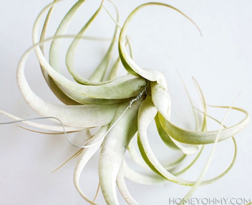 Minimalist And Easy DIY Air Plant Hangers