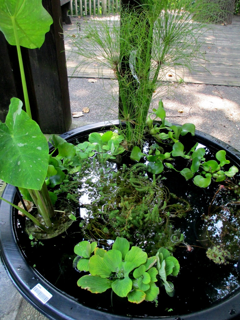 cool container water garden