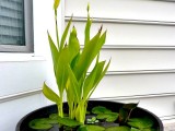 small container water garden