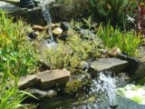 backyard pond with liner