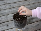 Self Watering Plants For Starting Seeds