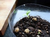 Self Watering Plants For Starting Seeds