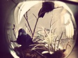ravens and air plant terrarium