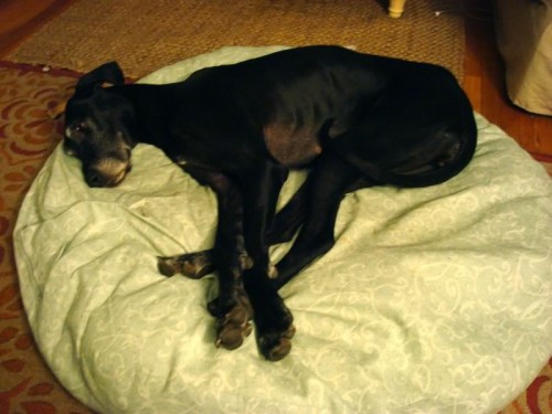 diy round dog bed (via housemadeblog)