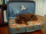 diy suitcase dog bed