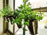 Small Home Garden On Your Window Sill
