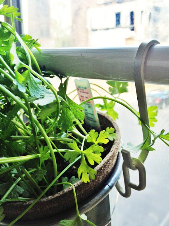 Small Home Garden On Your Window Sill