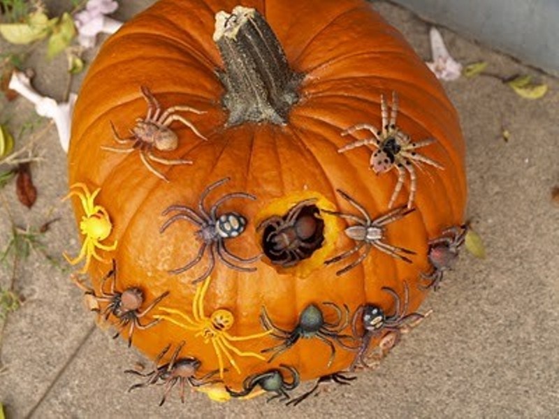 A pumpkin covered with spiders and with a hole plus some spiders inside the hole looks really scary