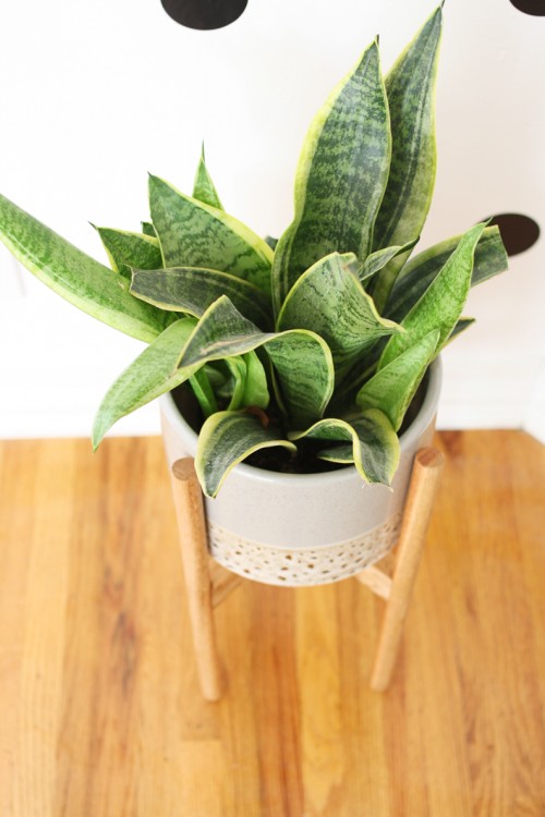 Stylish And Easy DIY Wood Plant Stand