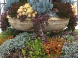 Succulent Garden Ideas