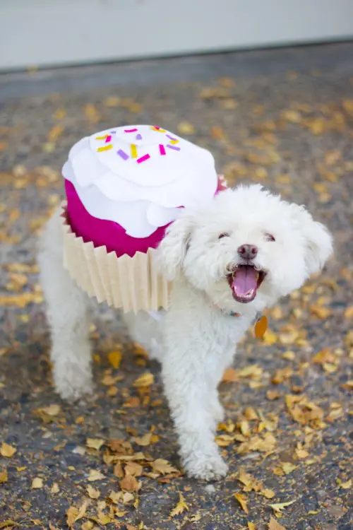 Sweet DIY Cupcake Dog Costume For Halloween