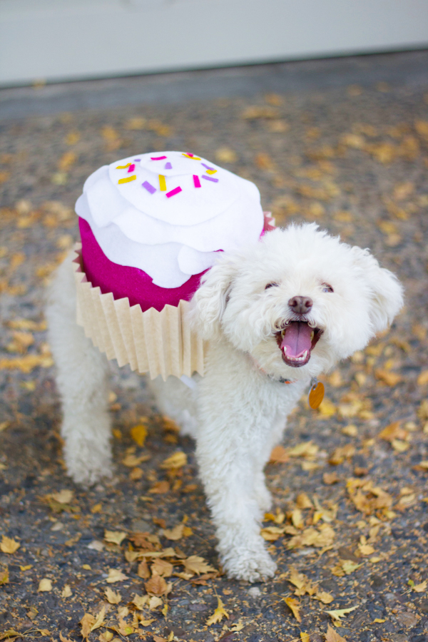 Picture Of sweet diy cupcake dog costume for halloween  1
