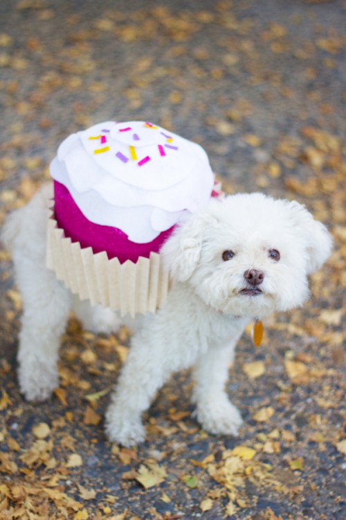 Sweet DIY Cupcake Dog Costume For Halloween