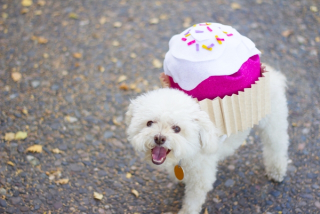 Picture Of sweet diy cupcake dog costume for halloween  12