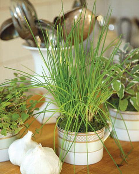 Using Tableware As Planters And Vases