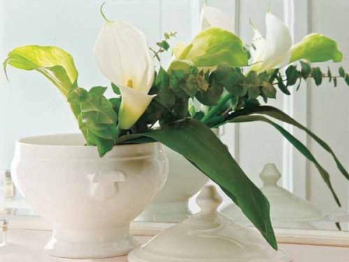 White Ceramic And Plants